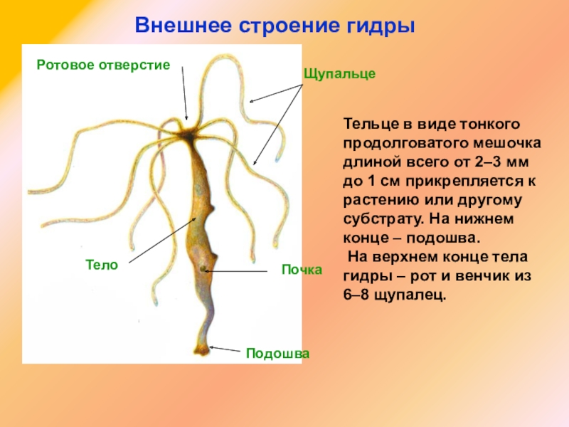 Кракен это даркнет